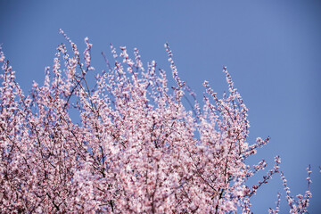 cherry blossoms blue sky spring