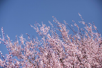 cherry blossoms blue sky background