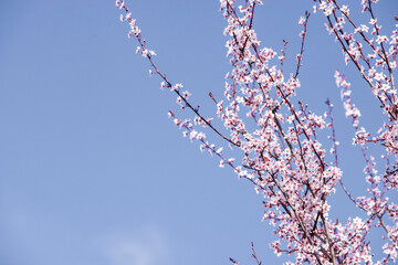 cherry blossom in spring