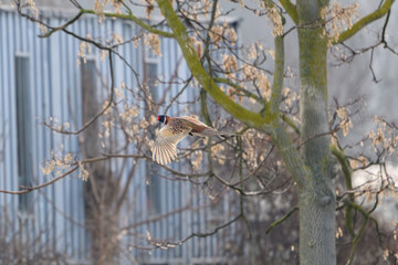 Pheasant in Flight Past Autumn Tree and Urban Backdrop