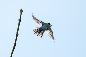 Yellow Bird Taking Flight from Tree Branch into Clear Sky