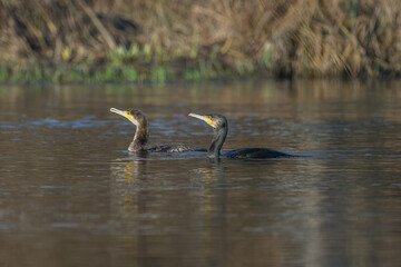 Pair of Cormorants Swimming Together in Quiet Waterscape