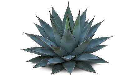 A perfectly isolated Blue Agave plant (Agave tequilana) showcased on a clean white background.