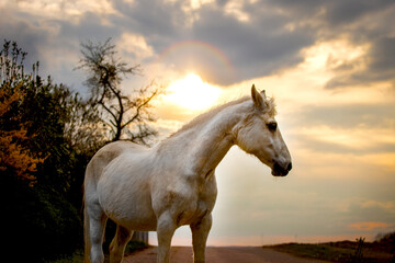 horse at sunset