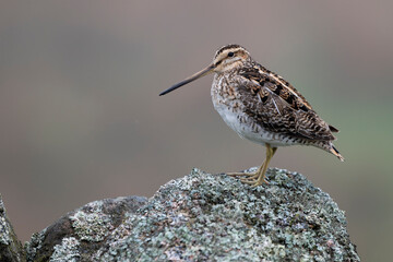 Common snipe, Gallinago gallinago