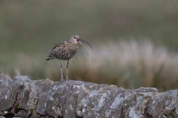 Curlew, Numenius arquata