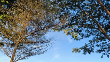 Contrasting Trees Against Blue Sky with Golden Hour Sunlight