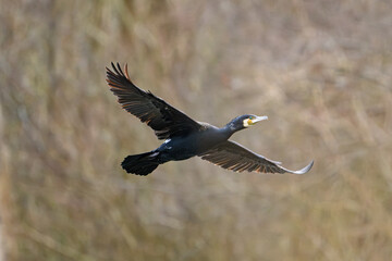 Cormorant in Flight Above Blurred Wetland Background