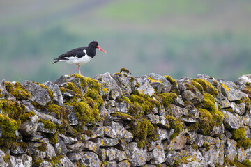 Oystercatcher, Haematopus ostralegus
