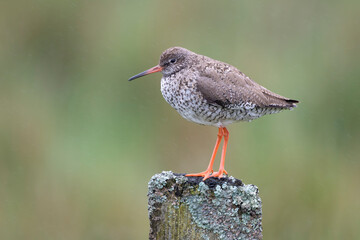 Redshank, Tringa totanus