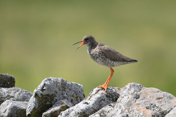 Redshank, Tringa totanus