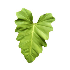 Heart-Shaped Philodendron Leaf: A vibrant, heart-shaped philodendron leaf, showcasing its rich green hue and unique texture, isolated against a pure white background.