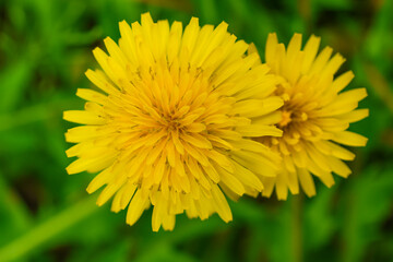 黄色の鮮やかなタンポポ