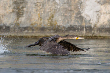 Cormorant in Low Flight Over Rippling Water, Danube