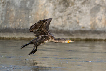 Cormorant in Low Flight Over Rippling Water, Danube