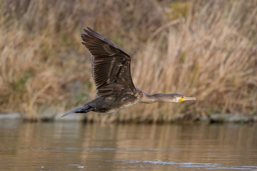 Cormorant in Low Flight Over Rippling Water, Danube