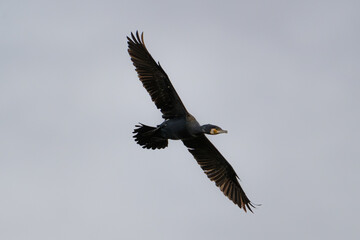 Fototapeta premium Cormorant Gliding Through Overcast Sky