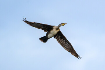 Obraz premium Cormorant in Full Wingspan Against Clear Sky