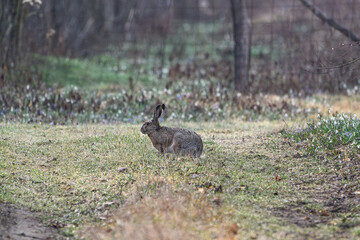 Rabbit Sitting Peacefully on Grassy Path in Early Spring Woodland