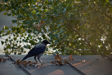 gray crow in the city