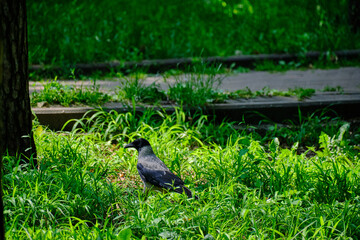 gray crow in the city