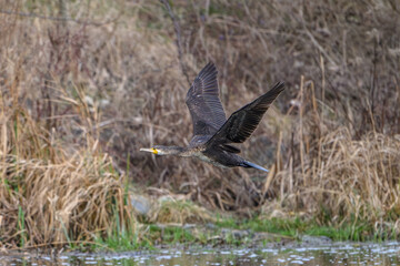 Cormorant Skimming Low Over Water in Natural Habitat