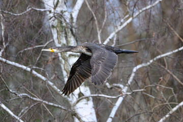 Cormorant in Mid-Flight Through Woodland Canopy