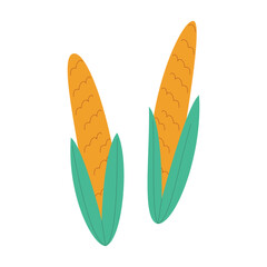 Vector illustration of two yellow corn cobs with green husks.