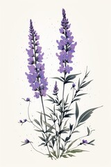 Obraz premium An isolated lavender flower blossom purple.