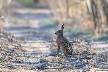 Wild Hare Paused on a Forest Path