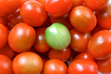 Green tomatoes among red cherry tomatoes