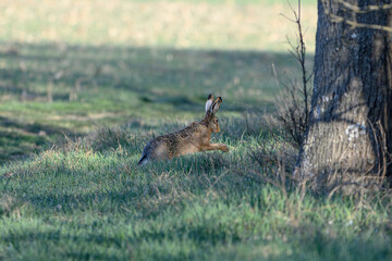 Hare Resting Beside Tree Trunk in Natural Forest Clearing