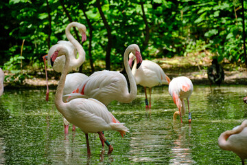 beautiful flamingo in the zoo