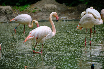beautiful flamingo in the zoo © Dim