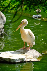 white pelican in the zoo