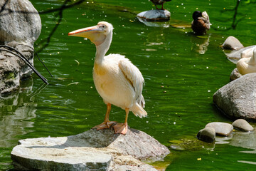 white pelican in the zoo