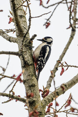 Black-and-White Woodpecker Perched on Budding Tree Branch in Early Spring