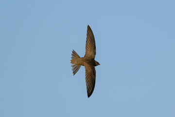 Common Swift in Focused Flight Across Open Blue Sky