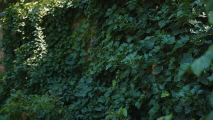 green moss on the wall