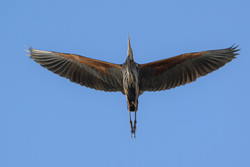 Heron Soaring Elegantly Overhead Against Clear Blue Sky