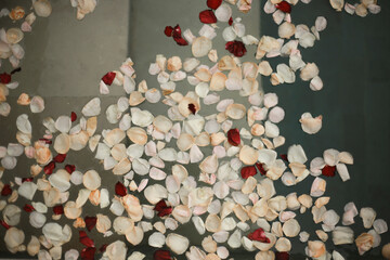 White and Red Rose Petals Floating on Water Surface