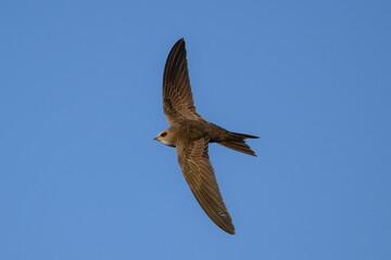 Pallid swift in Flight Against a Clear Blue Sky