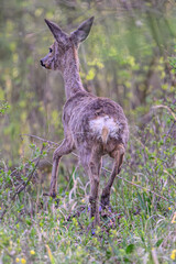Running Deer in Forest
