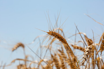 Wheat field and harvest time