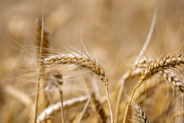 Wheat field and harvest time