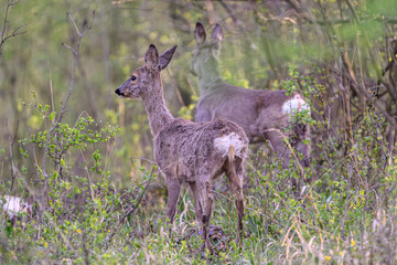 Graceful Deer in Verdant Forest