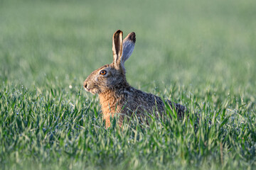 Wild Rabbit in Grass— Easter Symbol of Springtime Renewal