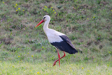 Fototapeta premium White stork walking through grass on a spring meadow