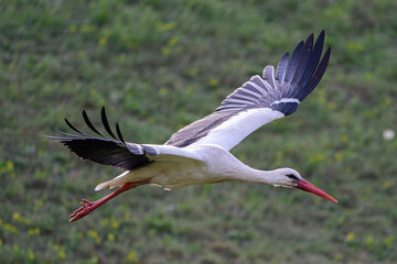 White Stork flying