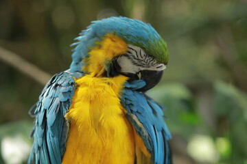 Blue-and-Yellow Macaw Perched on Branch Amid Tropical Greenery